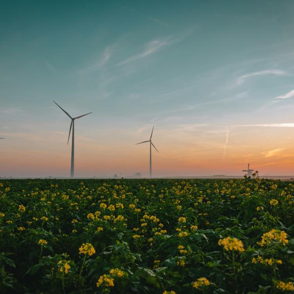 Wind turbines in field with sunset