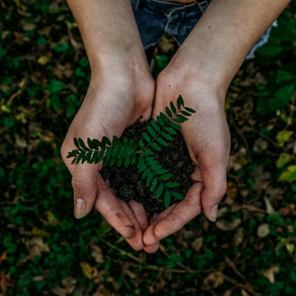 Hands holding a plant. 